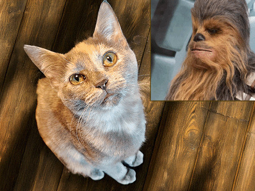 Is it just us or does our young Chewie bear a resemblance to a certain Wookie space pilot?