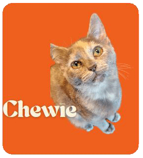 Chewie – FIV+