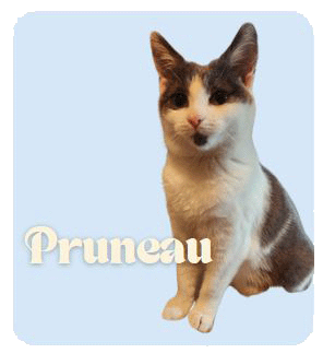 Pruneau